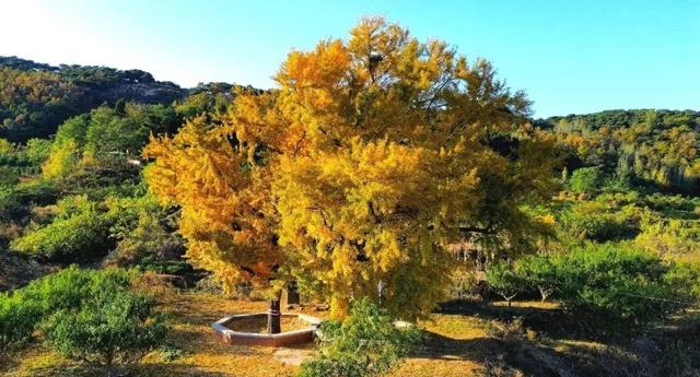 后村！真好看！赶紧转起来……