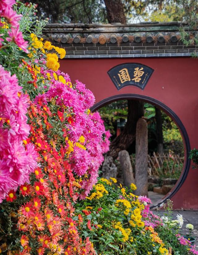 昆明县区赏秋全攻略 | 盘龙秋日文旅图鉴：枫树染红、珍稀菊花绽放、银杏镀金