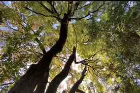 思南：守护“只此青绿” 保护森林资源图片