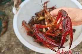 热科院生物所在定安探索稻虾种养新模式图片