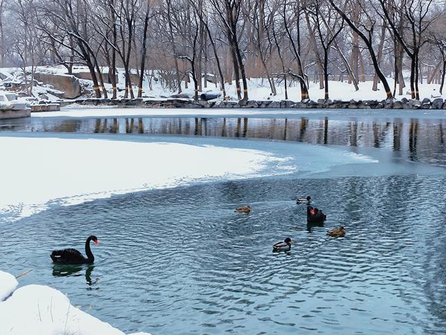 喜迎2026第一场雪，圆明园美出新高度