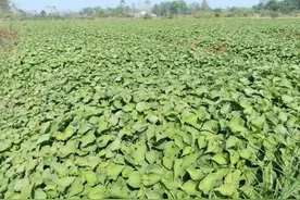 接您回家·揭榜招贤⑫|“腥”富乡村 共富董家城村项目图片