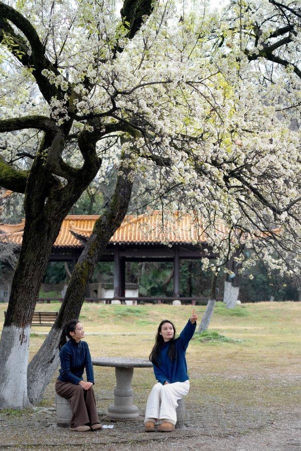 青山公园“最美梨花”开爆了，“梨花带雨”有了具象化场景