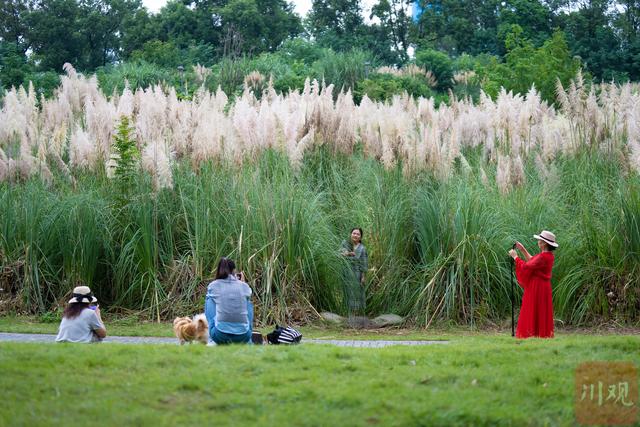 成都秋色悄然上线，市区多处“彩林”免费观赏攻略请收好