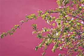 北京的繁花文旅产业的秘密图片