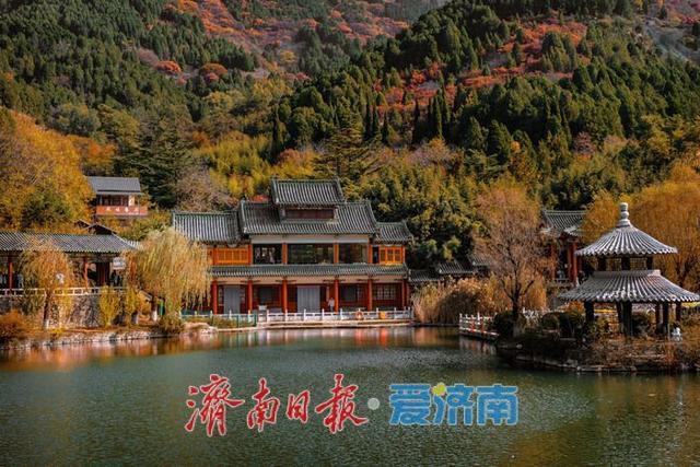 一年四季 泉在济南丨济南红叶谷：满山红遍燃秋意，层林尽染醉游人