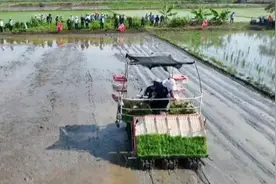 临高晚稻种植正当时 机械插秧省钱又省力图片