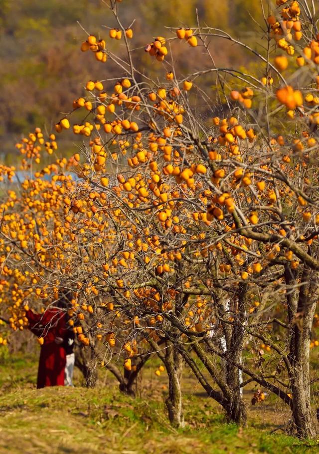 又好吃又好看！日照这里，火成新晋顶流！