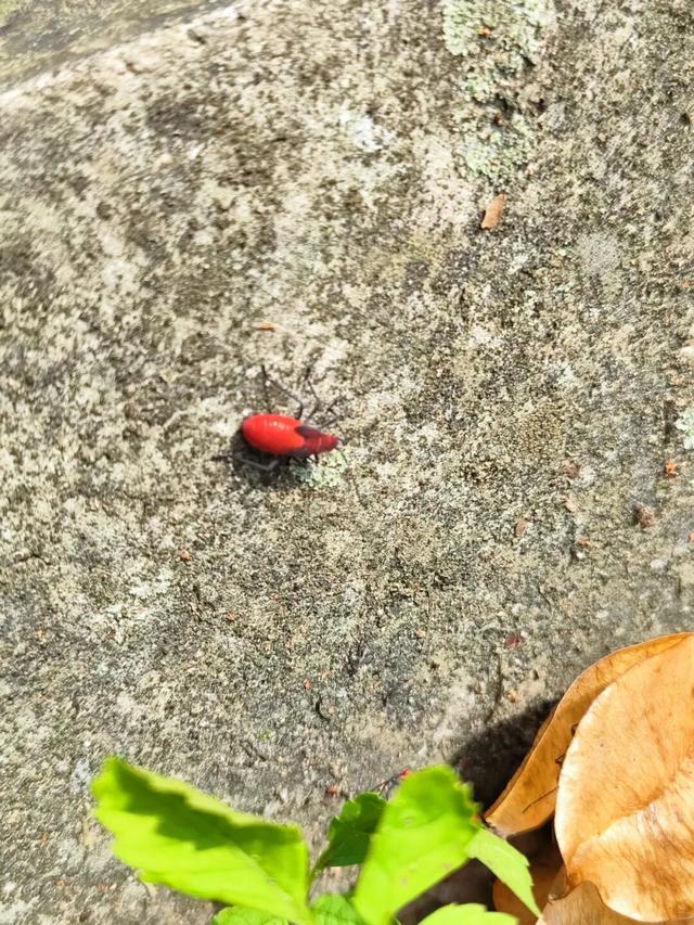游天台山日记 + 椒江西山小行记