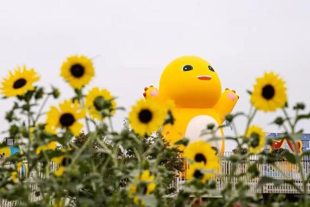 金色浪漫上线！奔赴秋日限定的向日葵花海→