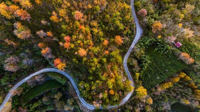 英山冷家山村：红叶漫山醉游人 生态美景引客来