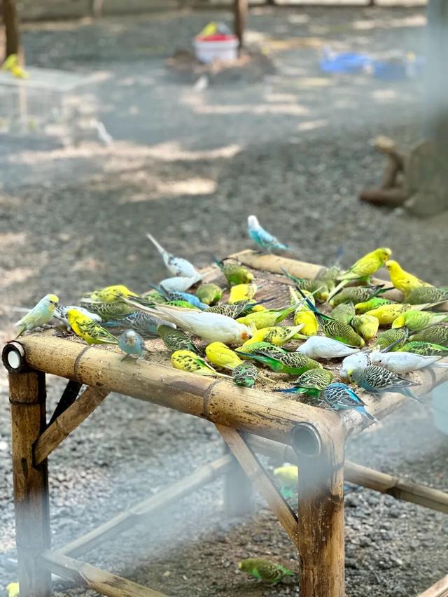 双节同庆 乐享三水丨美食、烟花、萌宠…在三水一次过足瘾！