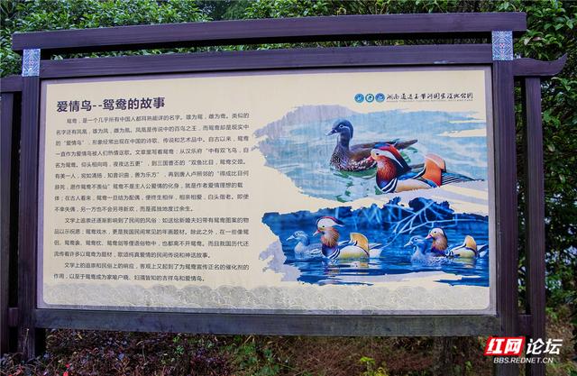 岁暖时刻丨冬日通道玉带河：被晨雾唤醒的山水画廊