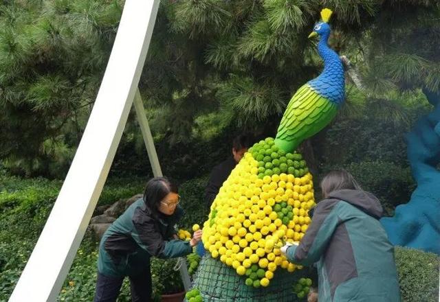 济南趵突泉金秋菊展时间定了，持续一个月！