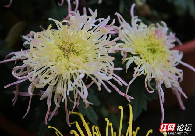 岁暖时刻丨“星城醉菊”正当时：岳麓山菊花展惊艳绽放，一眼入画！