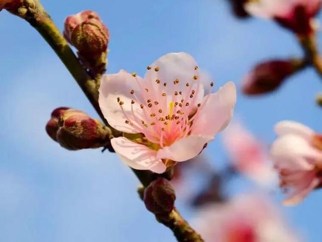 粉色风暴来袭！花雨芬芳，东川这里桃花已燃！