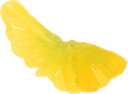 叙永“天府树王”迎最佳观赏期 游玩攻略请查收