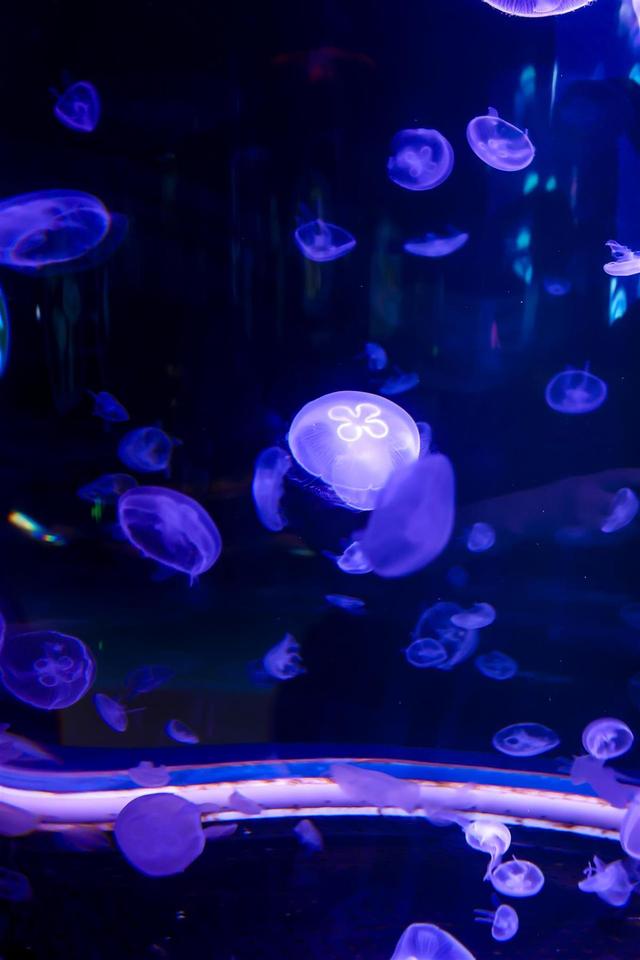 采风团走进湖北交投海昌海洋探索馆：趣游海洋世界，探寻交旅融合