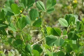 时令春菜上新中，一起来认识一下→图片