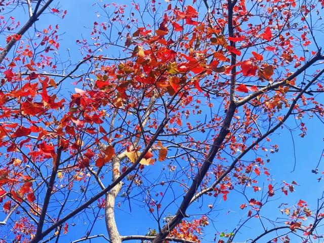 一眼沦陷！陈家镇的秋景藏着极致浪漫