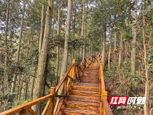 湖南中坡国家森林公园里的木栈游步道已修缮一新即将开放
