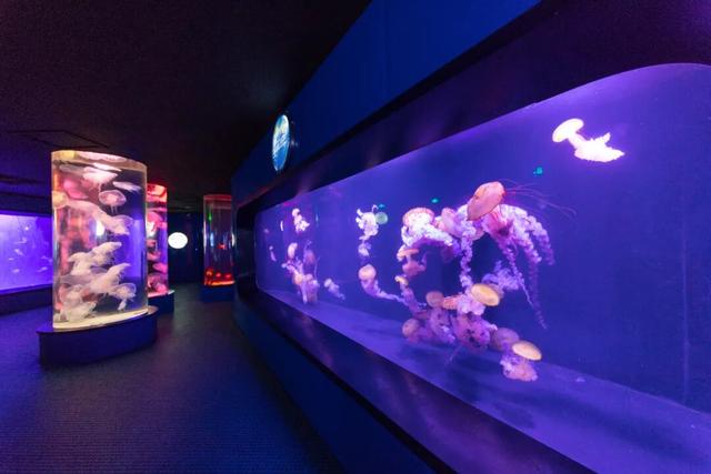 这才是青岛人私藏的城市封面！“醉美”红礁石、中国首个水族馆，年卡99元起畅玩！