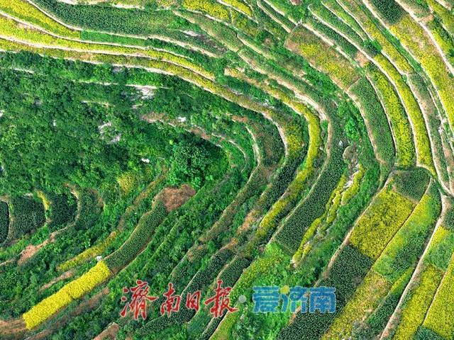 一年四季 泉在济南丨梯田绘就大地调色盘 美景藏 “金” 助力乡村振兴