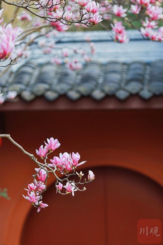 C视觉｜满树繁花映红墙 武侯祠春意正浓