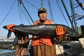 众拍丨山东日照：鲅鱼喜获丰收图片