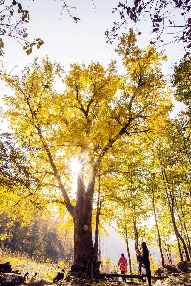 “刷爆”洛阳人朋友圈的金色，谁看谁心动～