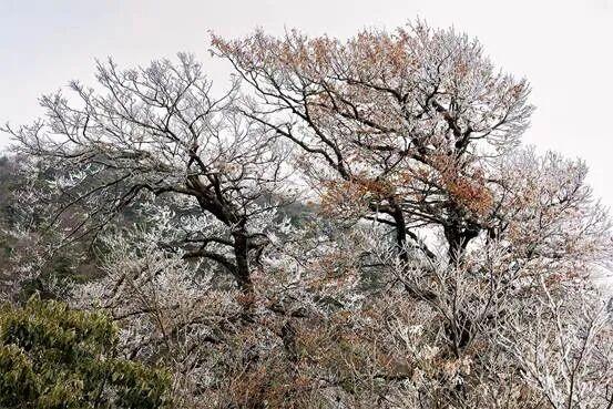 一眼心动！雾凇，山巅的“冰雪派对”