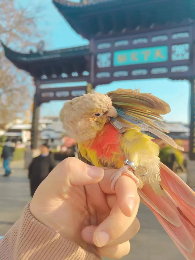 懒得遛狗的年轻人，已经开始遛鸟了