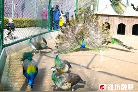 在潍坊，乐享春天图片