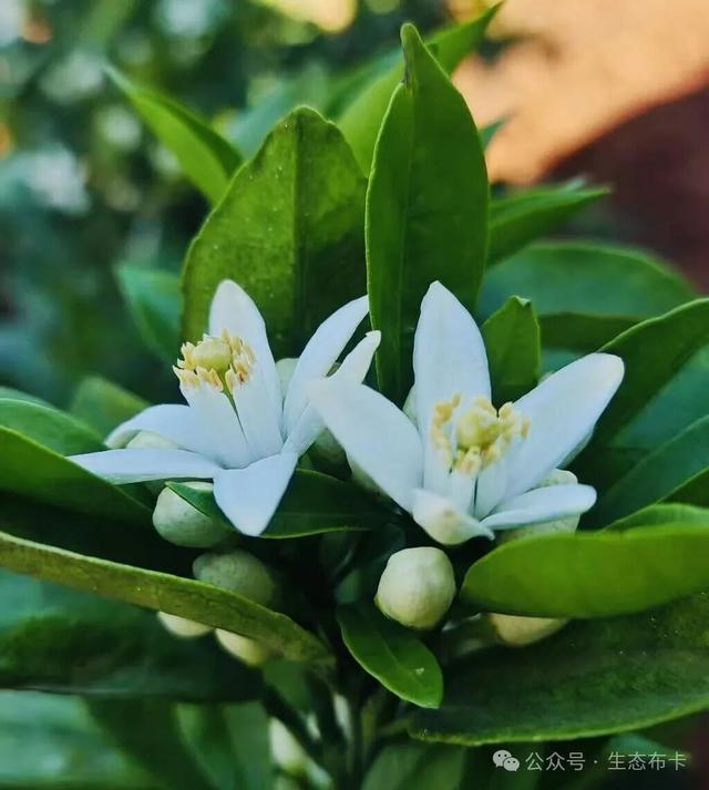 ​来东川拖布卡，赴一场繁花之约！