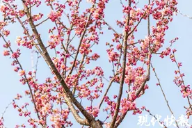 南京玄武湖早樱进入盛花期图片