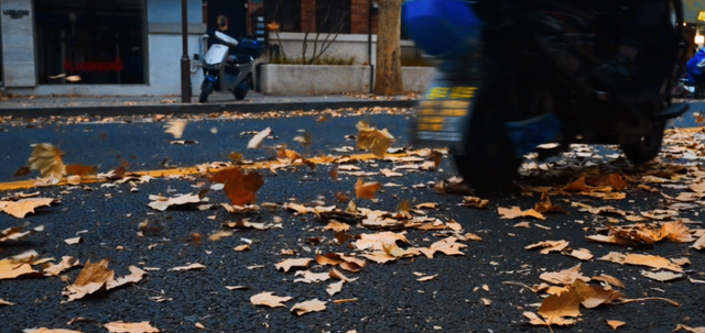 美翻了！苏河湾“红枫天桥”上线！更多金色、橙色、赭红色正在路上……来看↗