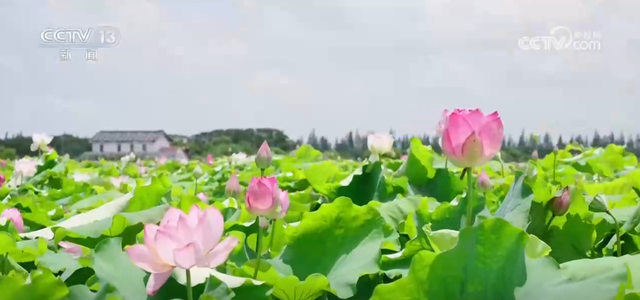 清凉经济正当“夏” “绿水青山”释放文旅消费新活力