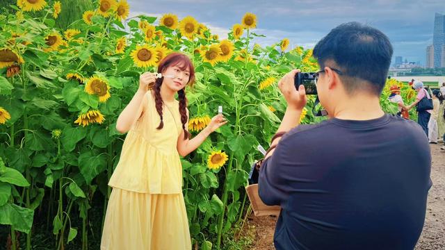 “孤独的树”不孤独了，向日葵花海引全国游客来打卡