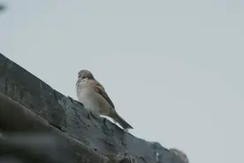 动物的存在不是为了教诲人类图片