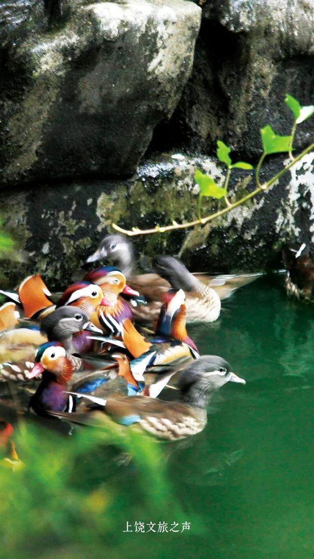 赶紧收藏！上饶冬天真正的“顶流”是它们！这些观鸟地你准备什么时候来？