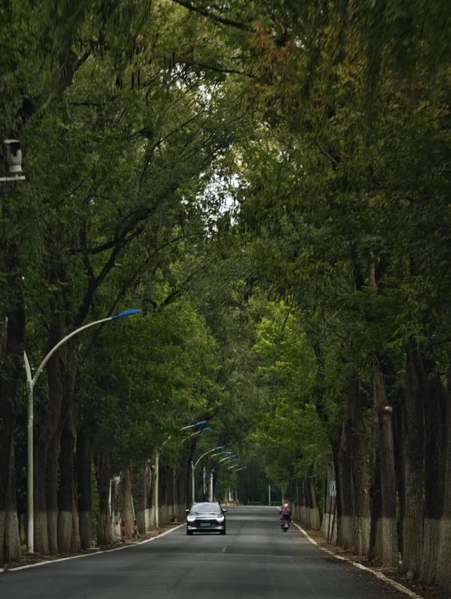 一键收藏！向化镇邀您打卡限定版秋色