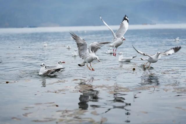 泸沽湖冬日限定浪漫：乘猪槽船，赴一场红嘴鸥之约