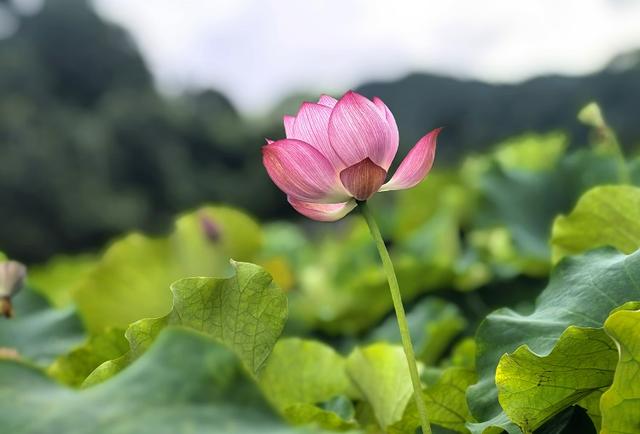 独山净心谷景区：80亩荷花盛开映日红