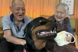 广东超40只宠物狗疑中毒死亡，包括20万粉丝网红抚慰犬“Eddie”和“Luna”！当地称数据还在…图片