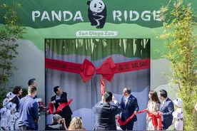 旅美大熊猫首秀！“云川”天天健身，“鑫宝”更爱日光浴图片