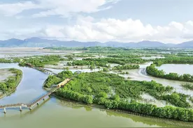 广东湿地、红树林总面积居全国前列图片