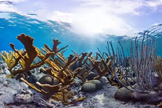 走进西岛：蒙曼直播探秘珊瑚老屋，重温女民兵峥嵘岁月