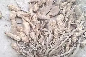 这瓜种一棵，够一村人吃20年！比黄瓜甜，比西瓜脆，还是补钾高手！图片