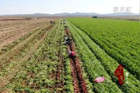 千城百县看中国｜河北张家口：丰收图景展现代农业魅力图片