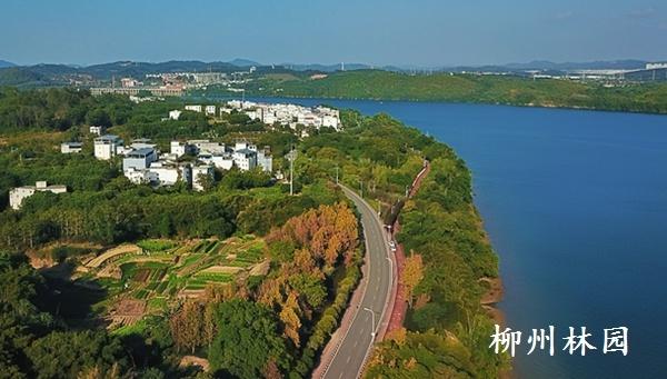 柳州市环江滨水大道法国梧桐迎来“变装盛典”